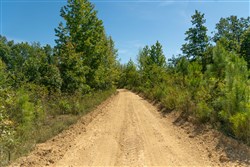 Big White Oak Tract 51