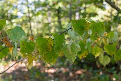 property photo for Big White Oak Tract 52, 14.77 acres for sale in Perry County, Tennessee