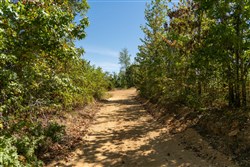 Big White Oak Tract 53