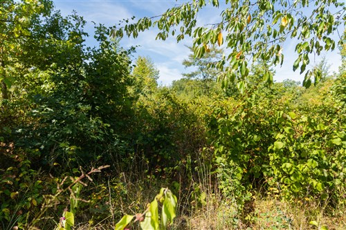 Big White Oak Tract 53