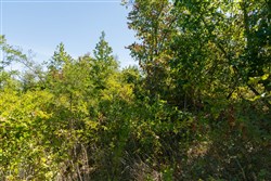 Big White Oak Tract 53