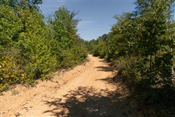 Big White Oak Tract 53
