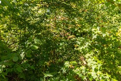Big White Oak Tract 53