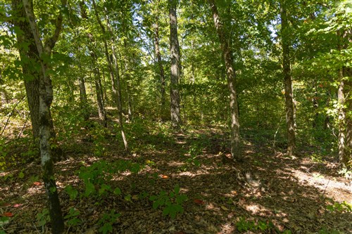Big White Oak Tract 54