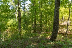 Big White Oak Tract 54