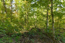 Big White Oak Tract 54