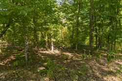 Big White Oak Tract 54