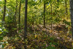 Big White Oak Tract 55
