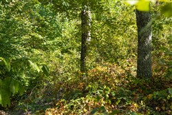 Big White Oak Tract 55