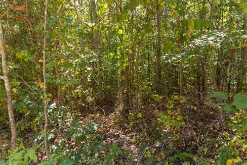 Big White Oak Tract 57