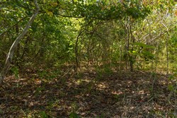 Big White Oak Tract 57