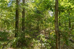 Big White Oak Tract 58