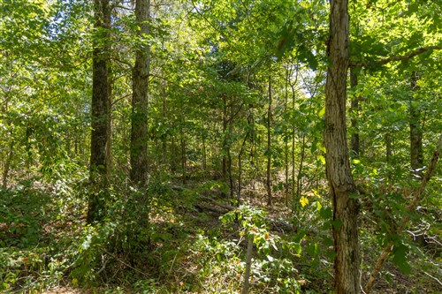 Big White Oak Tract 58