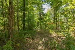 Big White Oak Tract 58