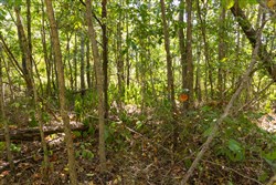 Big White Oak Tract 59