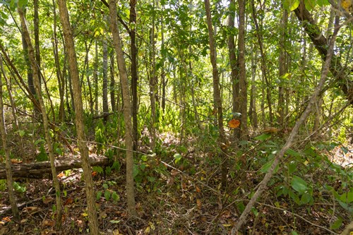 Big White Oak Tract 59