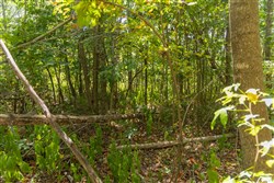 Big White Oak Tract 59