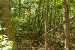 Big White Oak Tract 59