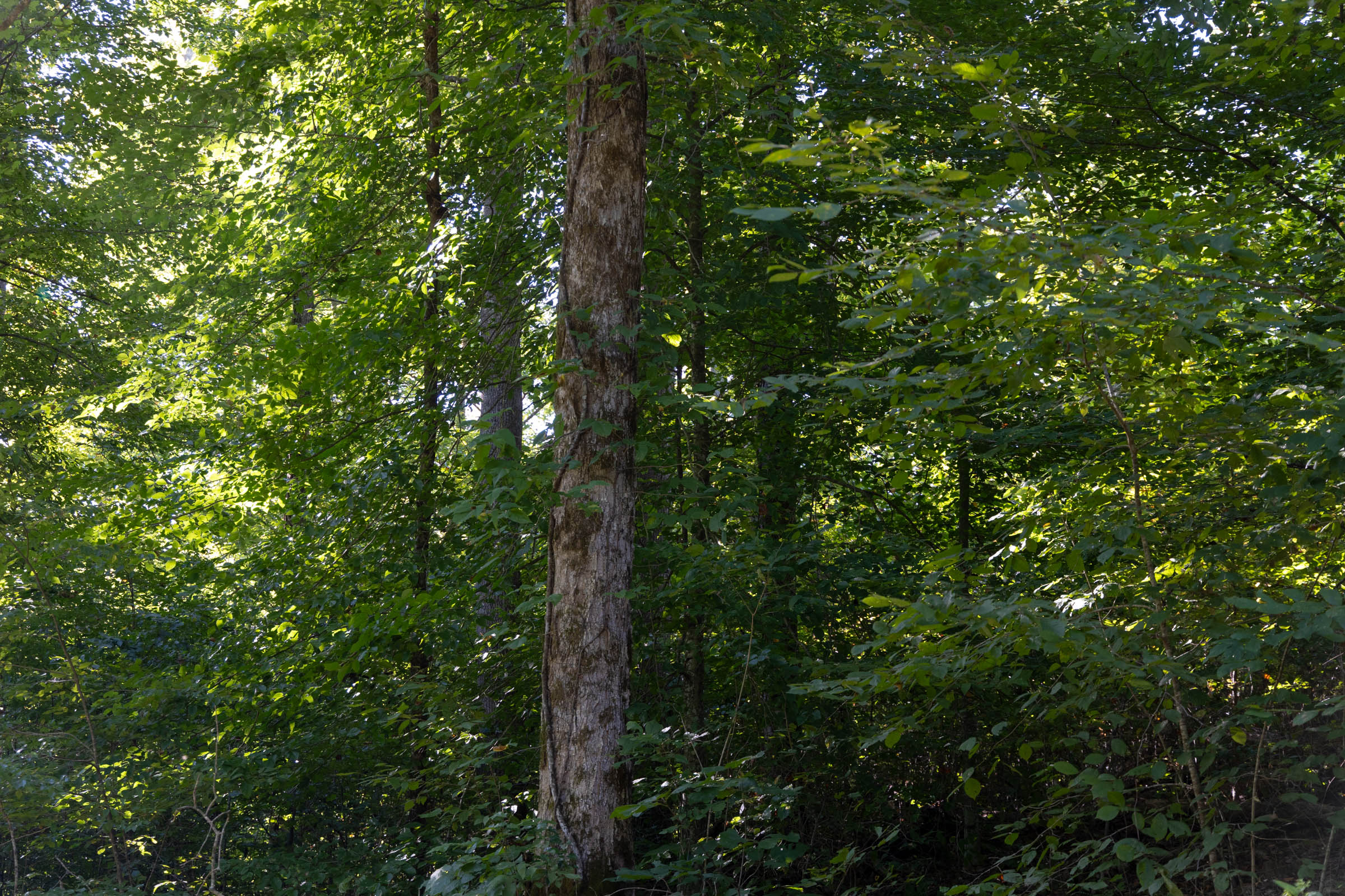 Tract 6 at Big White Oak in Perry County, Tennessee