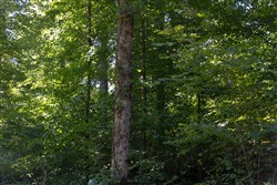 property photo for Big White Oak Tract 6, 8.37 acres for sale in Perry County, Tennessee