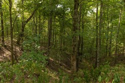 Big White Oak Tract 60