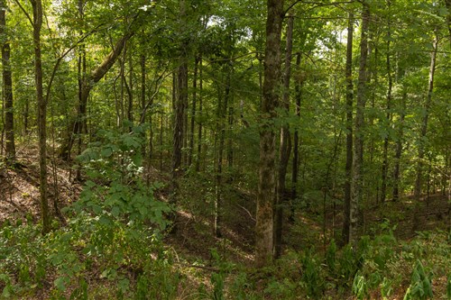 Big White Oak Tract 60