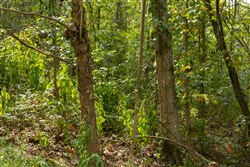 Big White Oak Tract 60