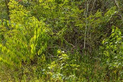 Big White Oak Tract 60