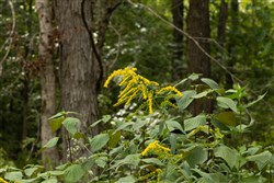 Big White Oak Tract 61