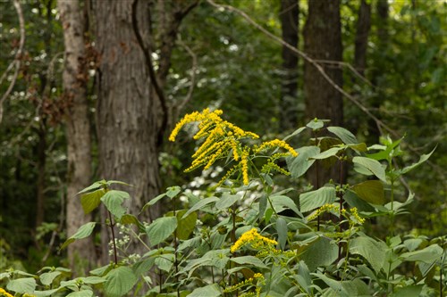 Big White Oak Tract 61