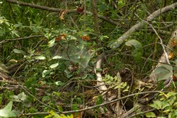 Big White Oak Tract 61