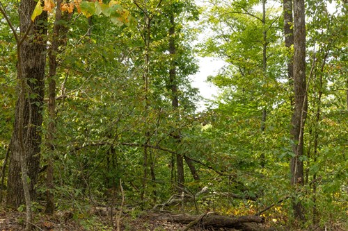Big White Oak Tract 62