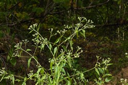 Big White Oak Tract 62