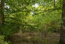 Big White Oak Tract 62