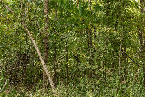 Big White Oak Tract 63