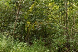 Big White Oak Tract 63