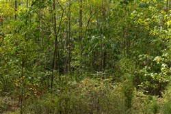 Big White Oak Tract 63