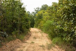 Big White Oak Tract 64