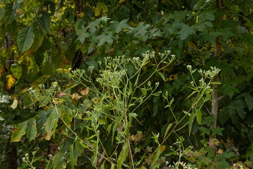 Big White Oak Tract 64