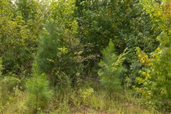 Big White Oak Tract 64