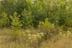Big White Oak Tract 64