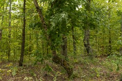 Big White Oak Tract 65
