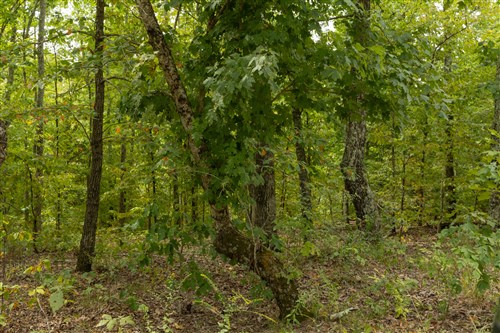 Big White Oak Tract 65