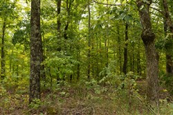 Big White Oak Tract 65