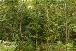 Big White Oak Tract 65