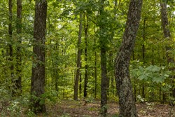 Big White Oak Tract 65