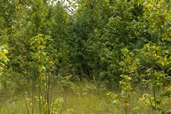 Big White Oak Tract 66