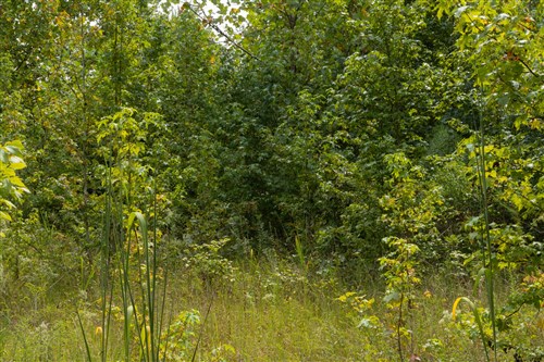 Big White Oak Tract 66