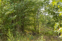 Big White Oak Tract 66