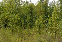 Big White Oak Tract 66